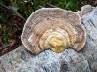 Baumpilz mit dichter Ringstruktur